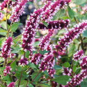 Beelicious Pink Agastache Live Plant - Compact Perennial, Pink Flowers, Attracts Pollinators, Zones 5-9 - Image 2