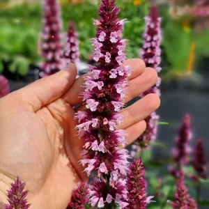 Beelicious Pink Agastache Live Plant - Compact Perennial, Pink Flowers, Attracts Pollinators, Zones 5-9 - Image 1