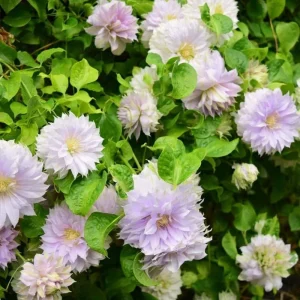Belle of Woking Clematis Vine Live Plant - Double Silvery-Lavender Flowers, 6-8 ft Tall, Zones 4-9 - Image 2