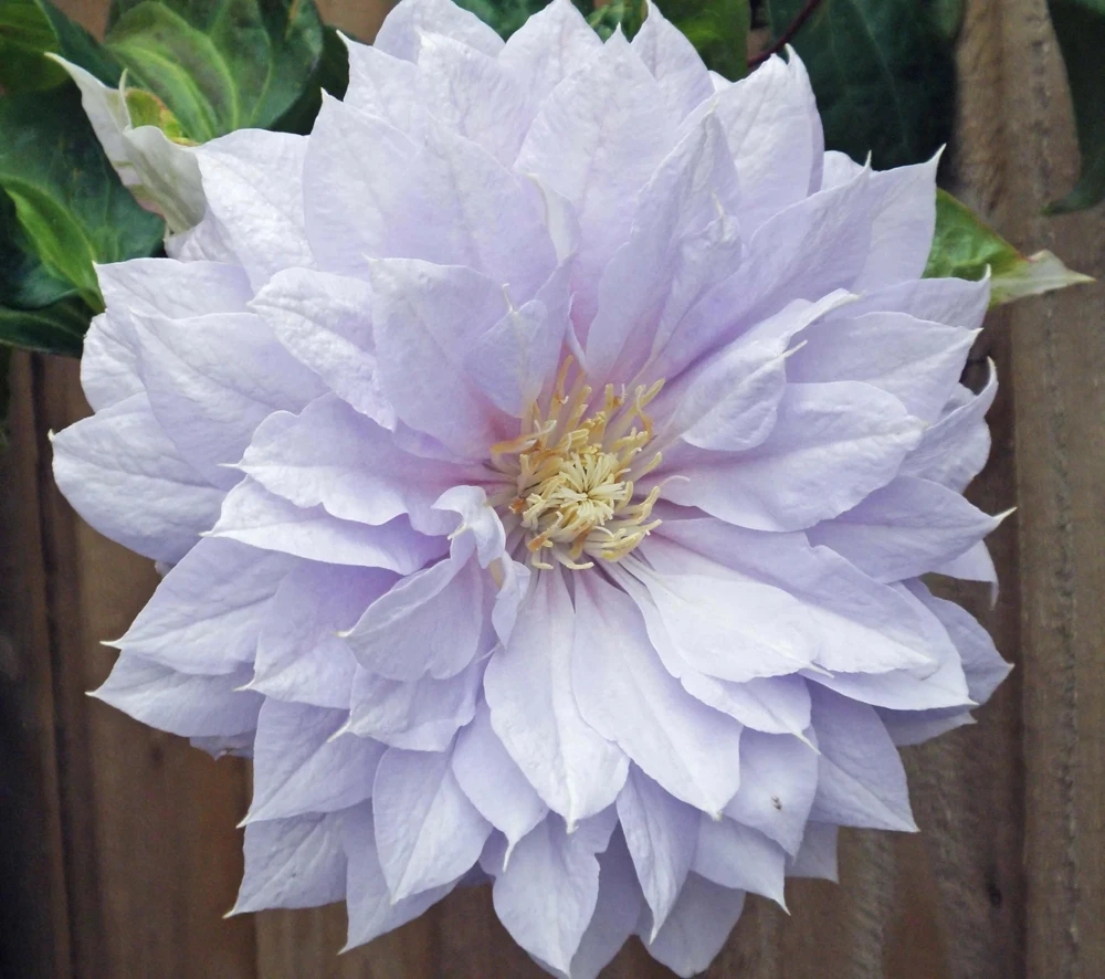 Belle of Woking Clematis Vine Live Plant - Double Silvery-Lavender Flowers, 6-8 ft Tall, Zones 4-9 - Image 1