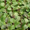 Berries and Cream Mint Live Plant – Aromatic Herb for Culinary Use – 3-5 inch Seedling - Image 1