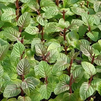 Berries and Cream Mint Live Plant – Aromatic Herb for Culinary Use – 3-5 inch Seedling - Image 1