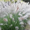 Big White Fountain Grass – Pennisetum alopecuroides Hameln – Live Plant – Outdoor Ornamental Grass - Image 1
