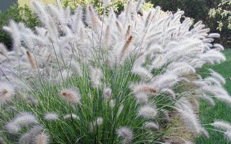 Big White Fountain Grass – Pennisetum alopecuroides Hameln – Live Plant – Outdoor Ornamental Grass - Image 1