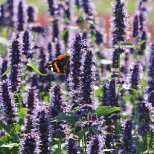 Black Adder Agastache Live Plant – Deep Violet-Blue Flowers – Attracts Pollinators – 2.5x4 inch Pot - Image 2