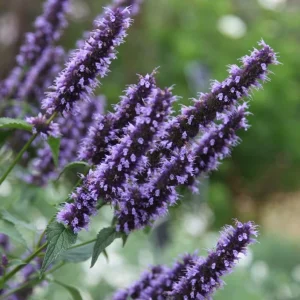 Black Adder Agastache Live Plant – Deep Violet-Blue Flowers – Attracts Pollinators – 2.5x4 inch Pot - Image 1