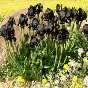 Black Bearded Iris Rhizome - 1 Count - Deep Purple Flowers - Zones 3-9 - Image 3