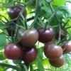 Black Cherry Tomato Live Plants - 2 Seedlings, 8-12" Tall, Indeterminate - Image 1
