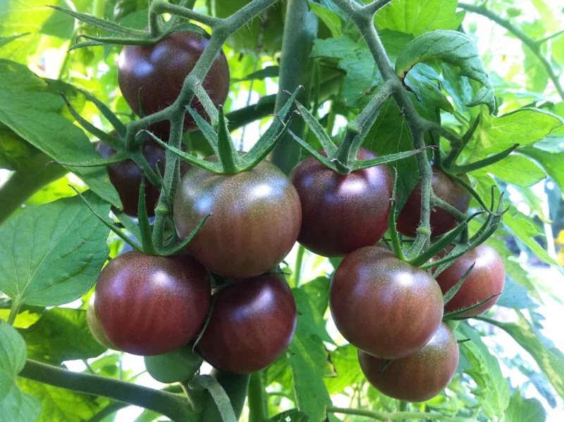 Black Cherry Tomato Live Plants - 2 Seedlings, 8-12" Tall, Indeterminate - Image 1