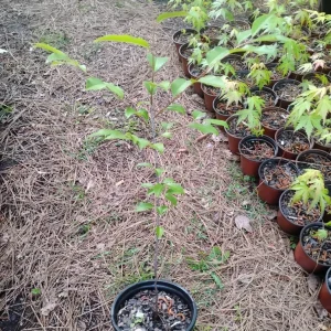 Black Cherry Tree Live Plant – 1 Gallon Pot – Outdoor Fruit Tree – 18 inches tall - Image 3