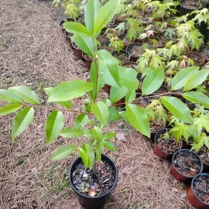 Black Cherry Tree Live Plant – 1 Gallon Pot – Outdoor Fruit Tree – 18 inches tall - Image 1