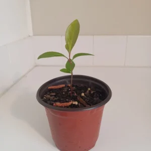 Black Cherry Tree Live Plant – 4 inch Potted Sapling – Outdoor Fruit Tree - Image 2