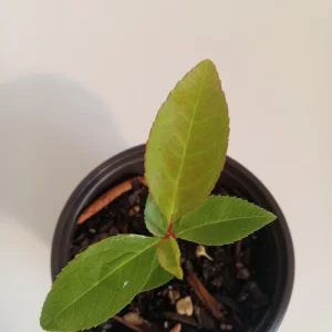 Black Cherry Tree Live Plant – 4 inch Potted Sapling – Outdoor Fruit Tree - Image 3