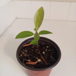 Black Cherry Tree Live Plant – 4 inch Potted Sapling – Outdoor Fruit Tree - Image 1