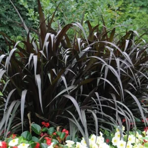 Black First Knight Pennisetum Grass Live Plant - 3 Pack Ornamental Perennial, 4-5' Tall, Full Sun - Image 4