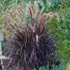 Black Fountain Grass Pennisetum rubrum Live Plant Ornamental Grass Perennial - Image 1