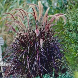 Black Fountain Grass Pennisetum rubrum Live Plant Ornamental Grass Perennial - Image 1