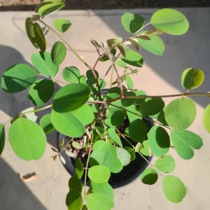 Black Locust Tree Live Plant – 1 Gallon Pot – 18 in Tall – Outdoor - Image 2