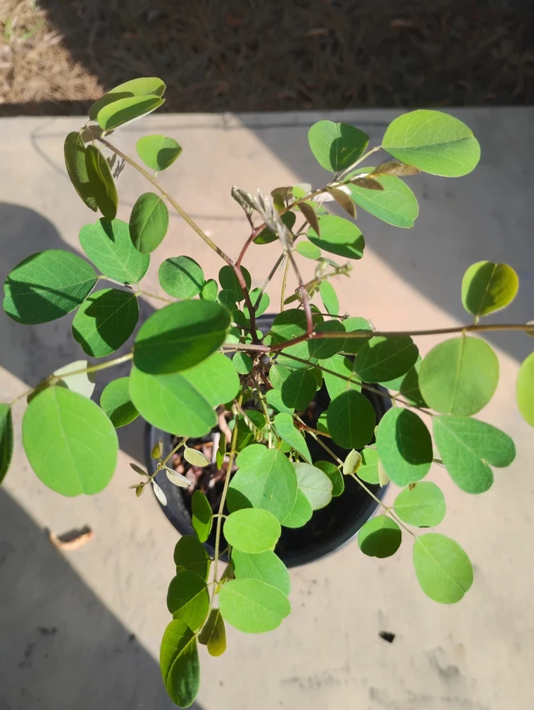 Black Locust Tree Live Plant – 1 Gallon Pot – 18 in Tall – Outdoor - Image 2