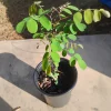 Black Locust Tree Live Plant – 1 Gallon Pot – 18 in Tall – Outdoor - Image 1
