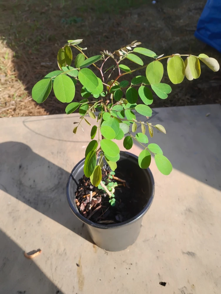 Black Locust Tree Live Plant – 1 Gallon Pot – 18 in Tall – Outdoor - Image 1