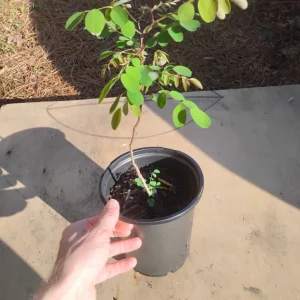 Black Locust Tree Live Plant – 1 Gallon Pot – 18 in Tall – Outdoor - Image 3
