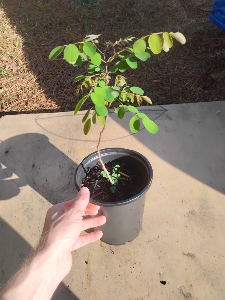 Black Locust Tree Live Plant – 1 Gallon Pot – 18 in Tall – Outdoor - Image 3
