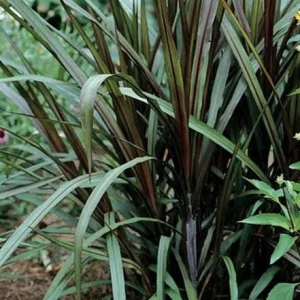 Black Majestic Fountain Grass Live Plant - Pennisetum - Starter Plant - Zones 9-11 - Image 2