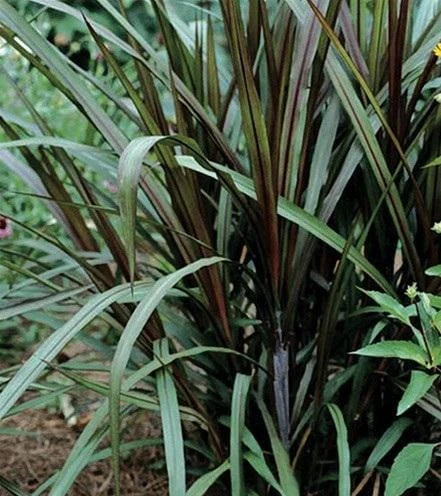 Black Majestic Fountain Grass Live Plant - Pennisetum - Starter Plant - Zones 9-11 - Image 2