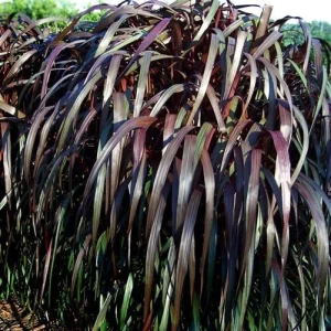 Black Majestic Fountain Grass Live Plant - Pennisetum - Starter Plant - Zones 9-11 - Image 3
