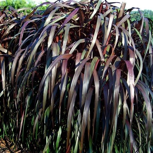 Black Majestic Fountain Grass Live Plant - Pennisetum - Starter Plant - Zones 9-11 - Image 3