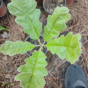 Black Oak Tree Live Plant - 1 Quart Pot, Young Quercus velutina, Outdoor - Image 2