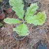Black Oak Tree Live Plant - 1 Quart Pot, Young Quercus velutina, Outdoor - Image 1