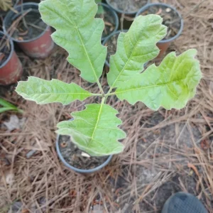 Black Oak Tree Live Plant - 1 Quart Pot, Young Quercus velutina, Outdoor - Image 1