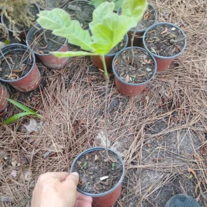 Black Oak Tree Live Plant - 1 Quart Pot, Young Quercus velutina, Outdoor - Image 3
