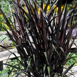 Black Princess Caroline Grass Live Plant - Pennisetum purpureum Starter - Image 2