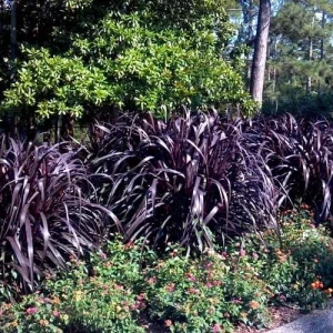 Black Princess Caroline Grass Live Plant - Pennisetum purpureum Starter - Image 4