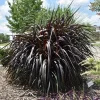 Black Princess Caroline Grass Live Plant - Pennisetum purpureum Starter - Image 1
