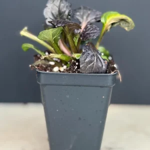 Black Scallops Ajuga Live Plant - Dark Purple Ground Cover with Blue Flowers, Starter Plant - Image 2