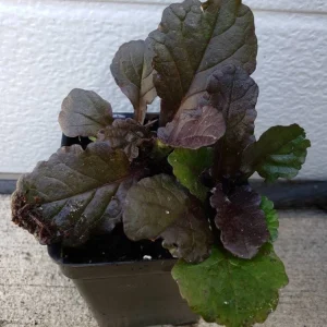 Black Scallops Ajuga Live Plant - Dark Purple Ground Cover with Blue Flowers, Starter Plant - Image 3