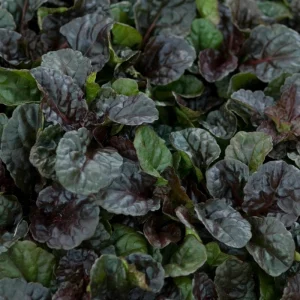 Black Scallops Ajuga Live Plant - Dark Purple Ground Cover with Blue Flowers, Starter Plant - Image 4