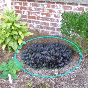 Black Scallops Ajuga Live Plant - Dark Purple Ground Cover with Blue Flowers, Starter Plant - Image 5