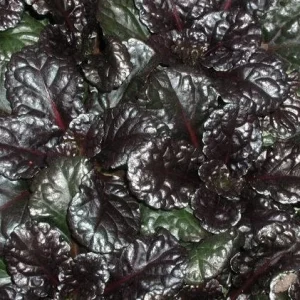 Black Scallops Ajuga Live Plant - Dark Purple Ground Cover with Blue Flowers, Starter Plant - Image 6