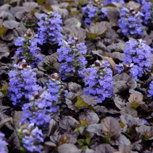 Black Scallops Ajuga Live Plant - Dark Purple Ground Cover with Blue Flowers, Starter Plant - Image 7
