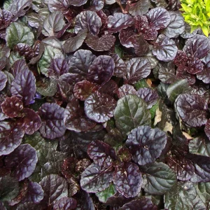 Black Scallops Ajuga Live Plant - Dark Purple Ground Cover with Blue Flowers, Starter Plant - Image 8