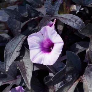 Black Sweet Potato Vine Live Plant - Dark Purple Ornamental Foliage - Zones 9-11 - Image 1