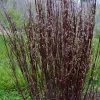 Blackhawks Grass Live Plant - Ornamental Big Bluestem Perennial, 4-6 ft Tall - Image 1
