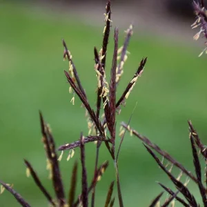 Blackhawks Grass Live Plant - Ornamental Big Bluestem Perennial, 4-6 ft Tall - Image 2