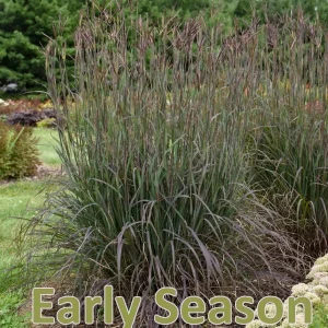 Blackhawks Grass Live Plant - Ornamental Big Bluestem Perennial, 4-6 ft Tall - Image 4