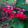 Bleeding Heart Vine Live Plant - Clerodendrum thomsoniae - Purple & Red Flowers - 2.5" Pot - Image 1